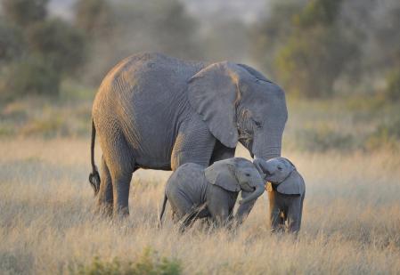 Elephanteaux et leur maman