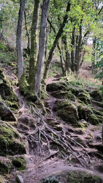 Broceliande-Sept2016-001