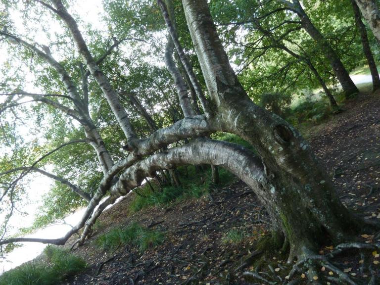 Broceliande-Sept2016-Lac-Paimpont-Arbre