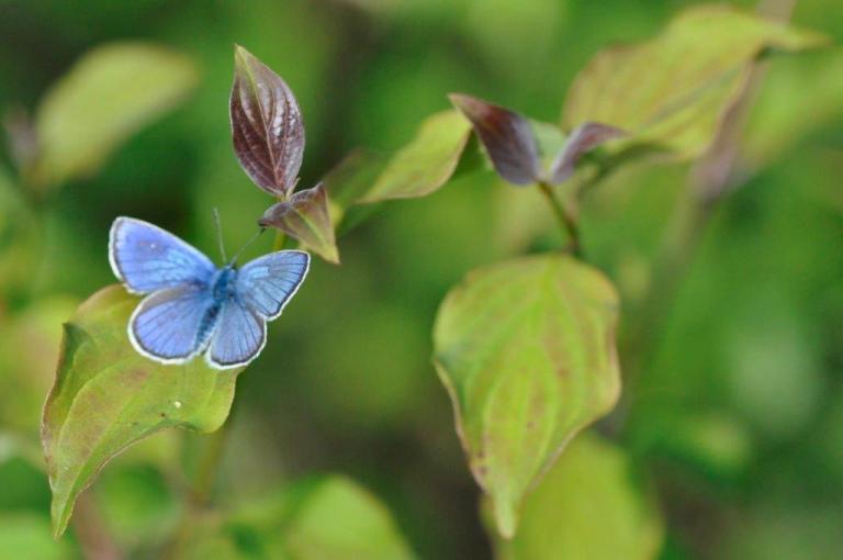 Papillon Bleu