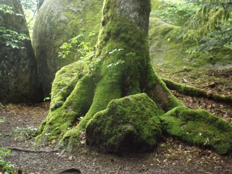 Mariage Arbre Pierre