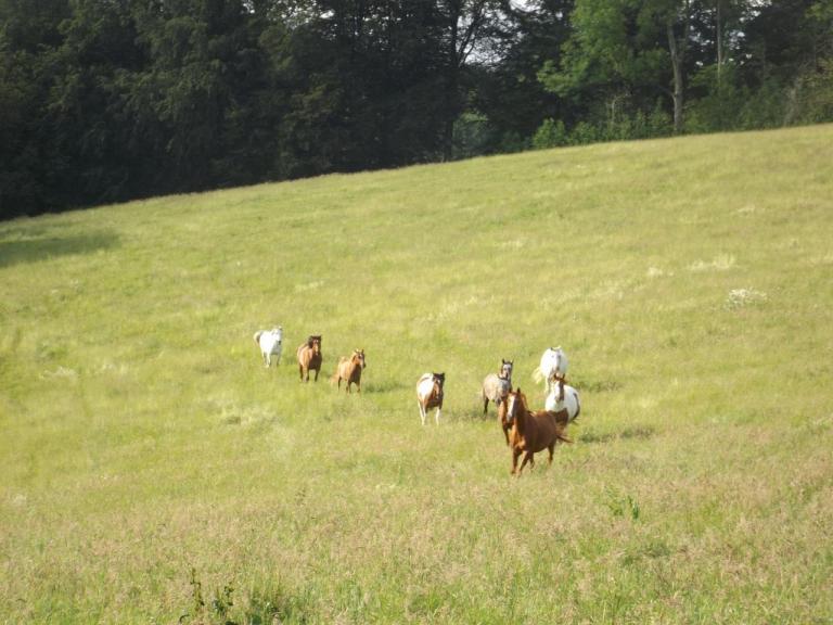 Troupeau Ecuries de la Sabatarié