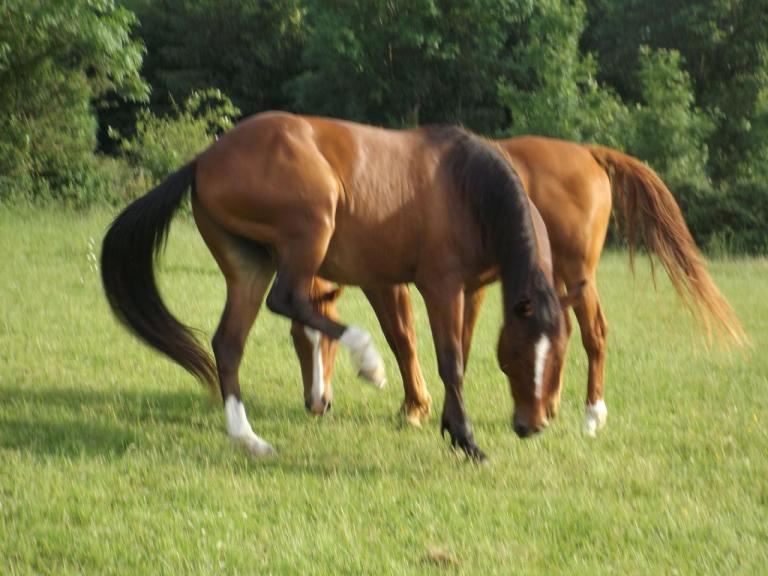 Chevaux Ecuries de la Sabatarié