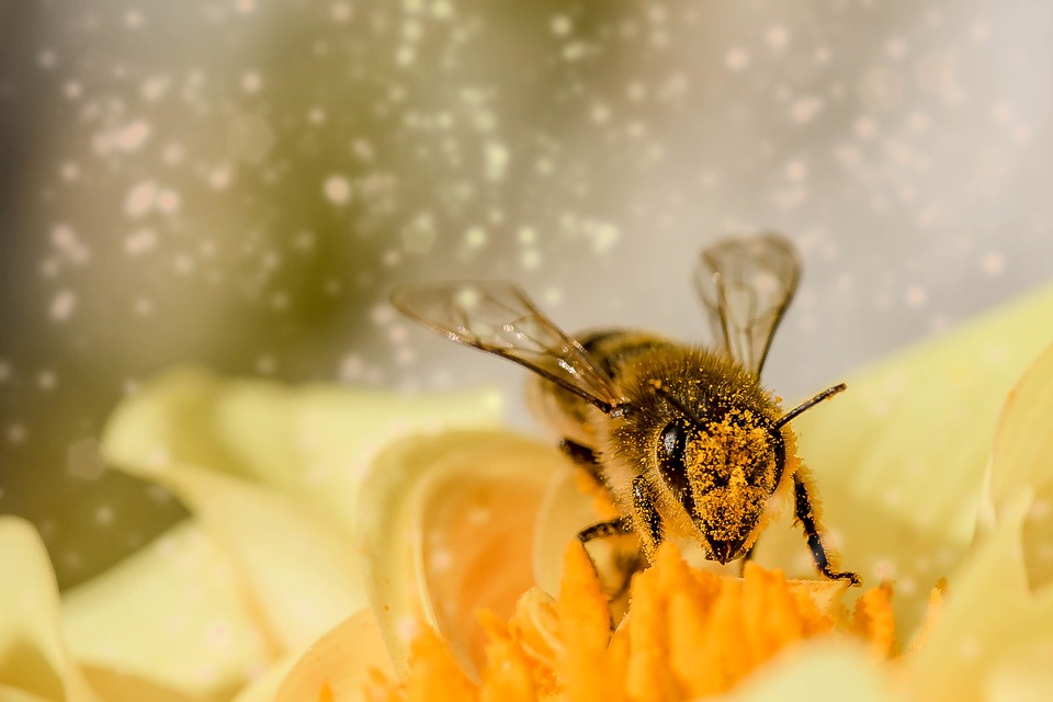 Abeille pollen