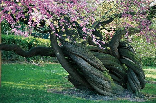 Arbre entrelace