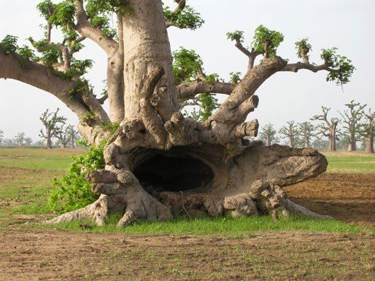 Baobab