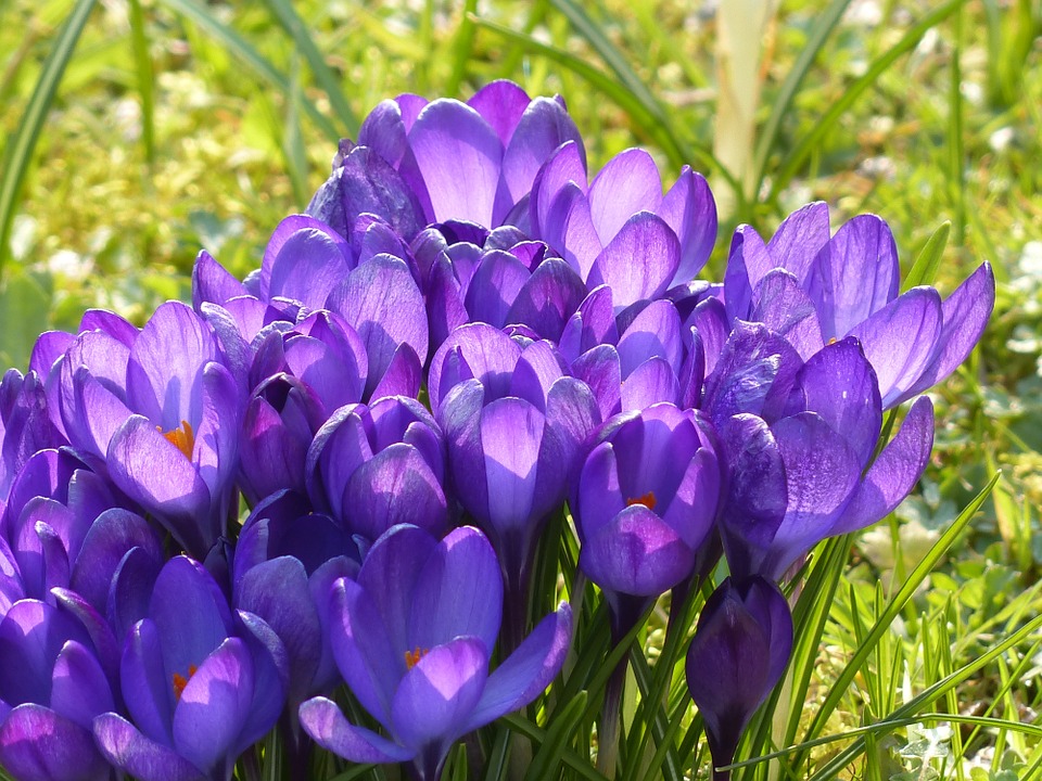 Crocus 100134 960 720