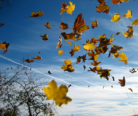 Feuilles vole