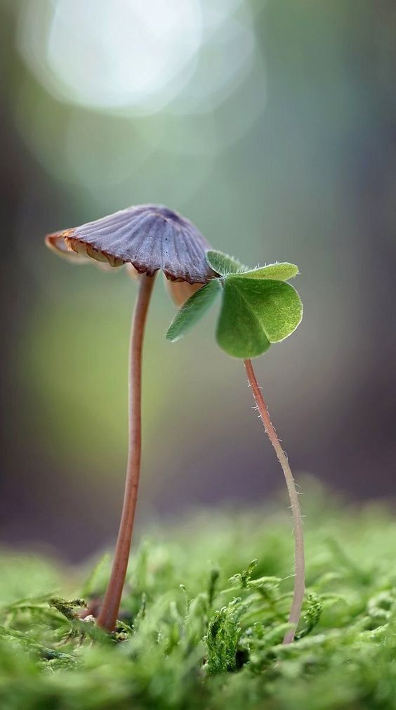 Fleur et champignon