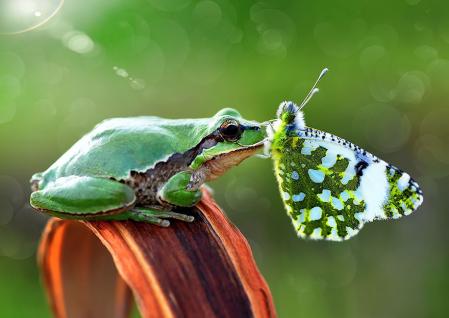 Grenouille papillon