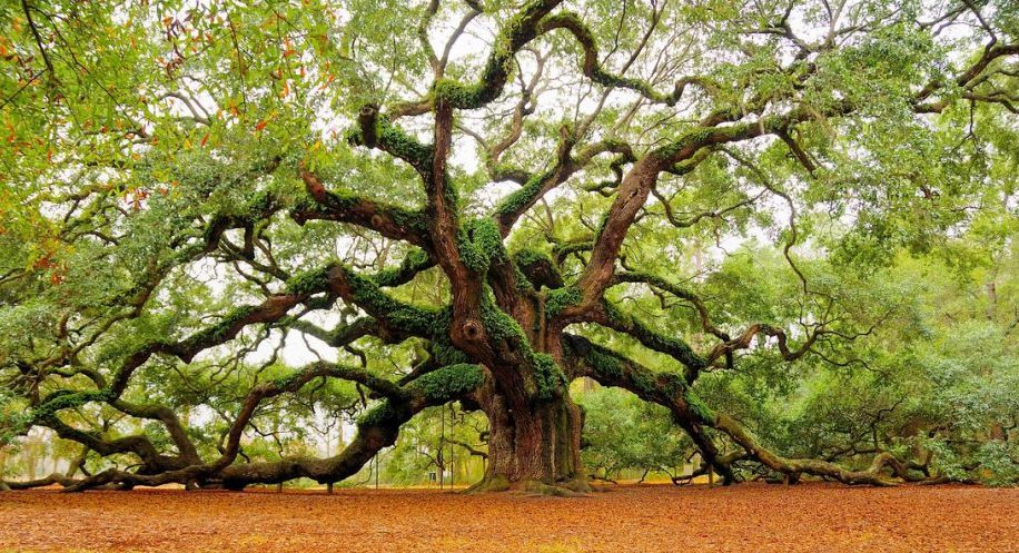 Les plus beaux arbres du monde caroline du sud