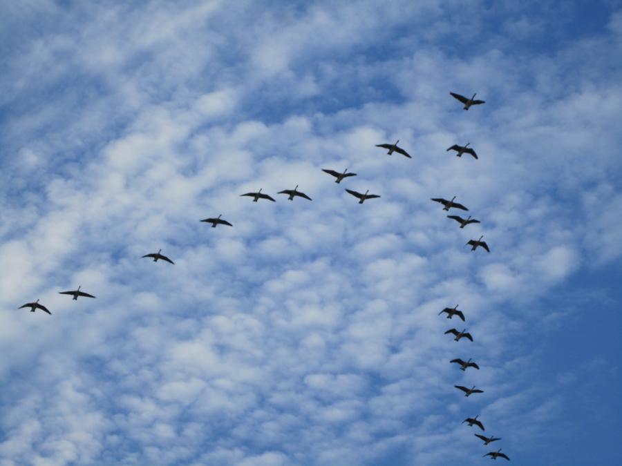 Oiseau migrateur