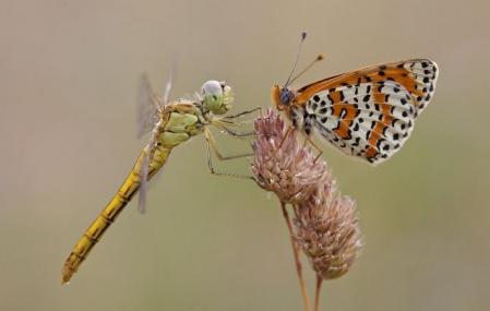 Papillon libellule