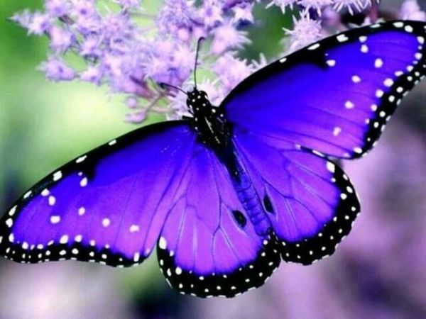 Papillon violet